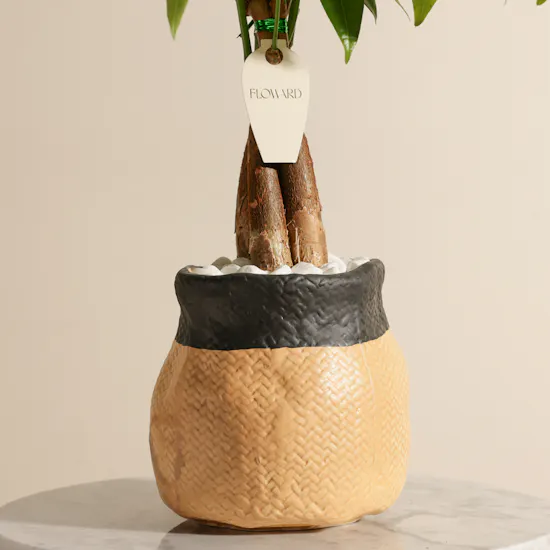 Charming Pachira Plant