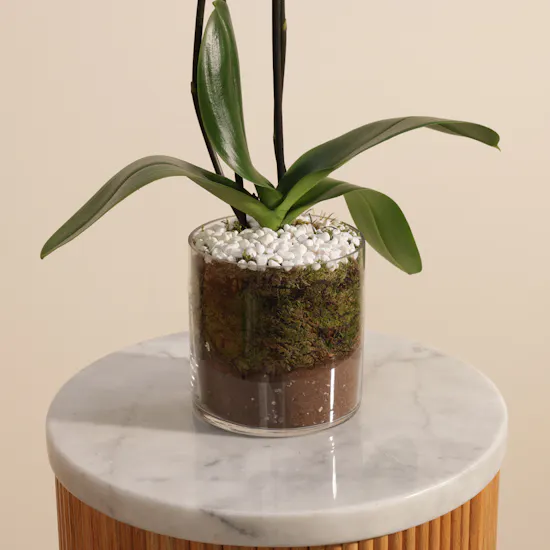Elegant White Phalaenopsis Plant