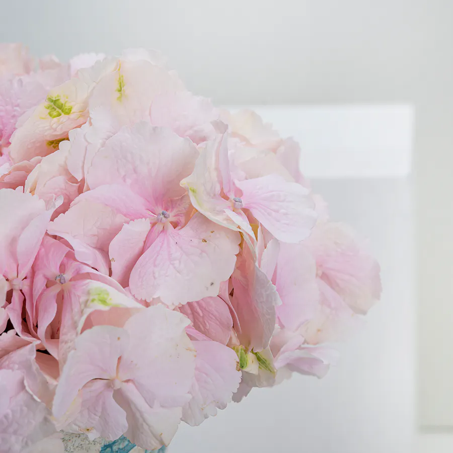 Pink Hydrangea | Oriental Vase  3