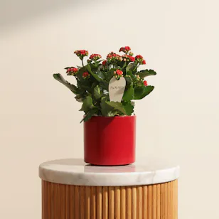 Lovely Pure Red Kalanchoe Plant