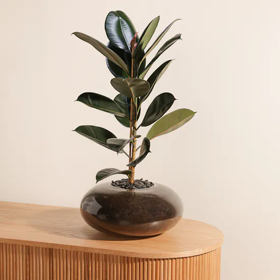 Ficus Elastica | Glass Pot