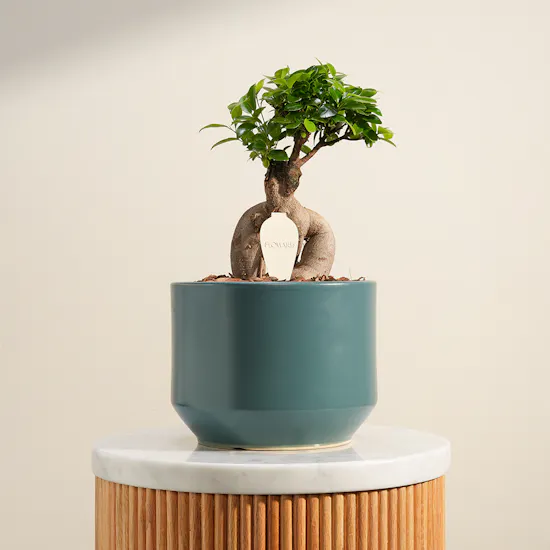 Emerald Harmony Bonsai Plant Vase