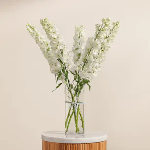 Pure Delphinium Vase