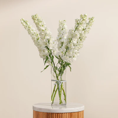 مزهرية الدلفينيوم الحالم مزهرية الدلفينيوم الحالم