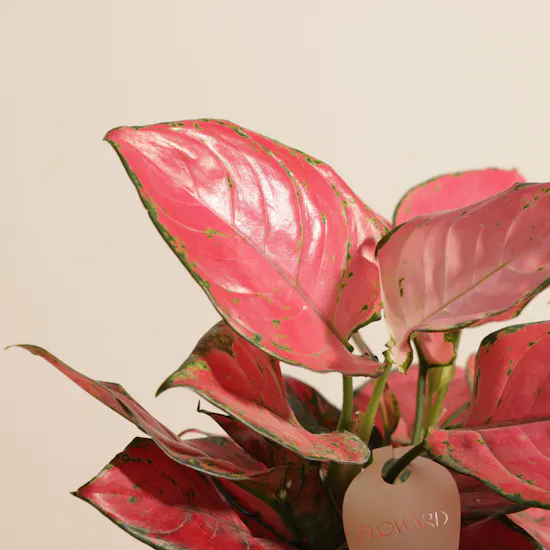 Aglaonema Red Joy Plant