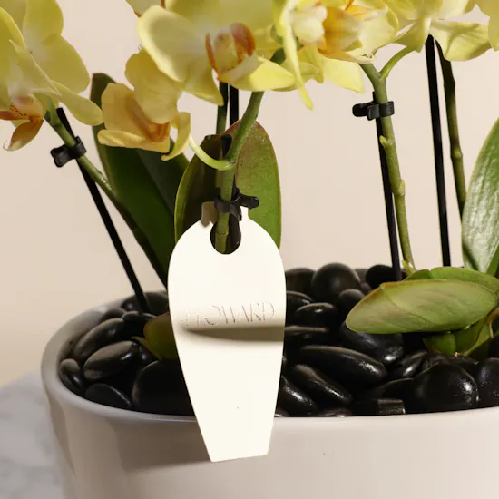 Double Small Yellow Phalaenopsis Plants