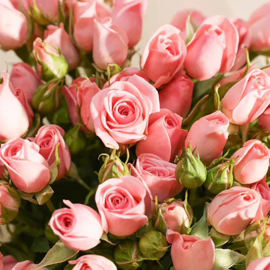 Pink Baby Rose Bouquet | 12 Flowers