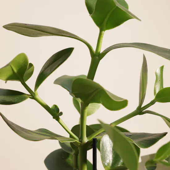 Charming Clusia Rosea Plant