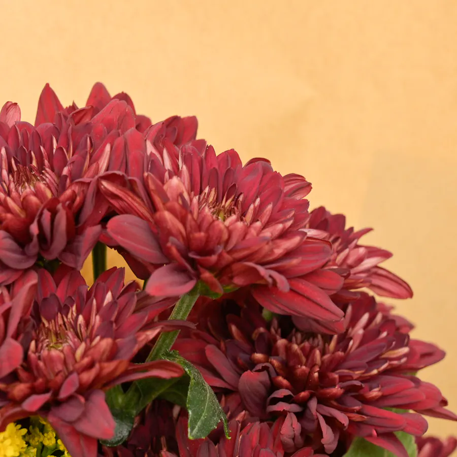 Warm Sunflowers  4