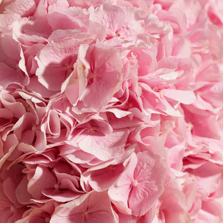 Blushing Elegance Hydrangea Bouquet 2