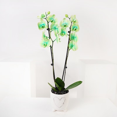  Light Green Orchid Plant