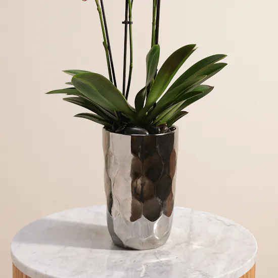Pink Orchid Plant