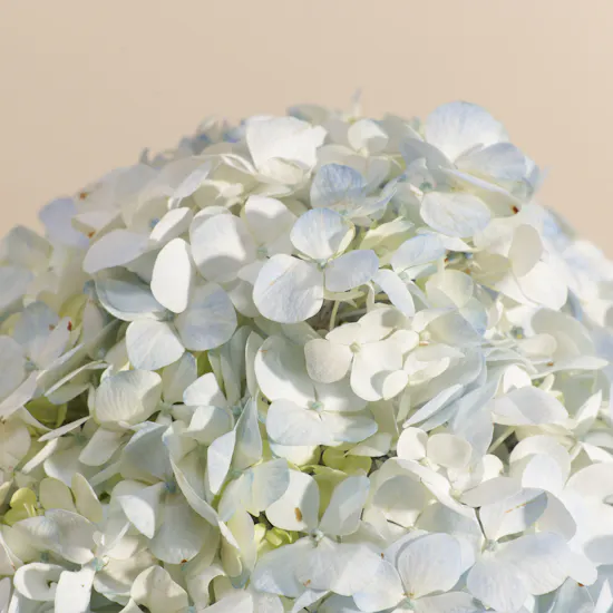 Amazing Hydrangea Vase