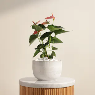 Pretty Pink Anthurium Plant Pretty Pink Anthurium Plant