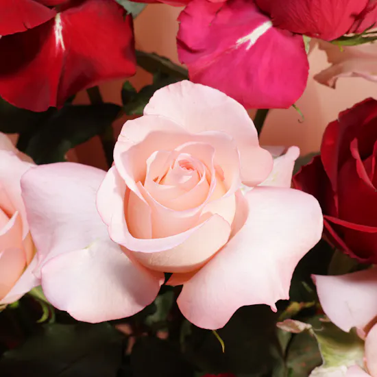 Berry Tones Roses Bouquet
