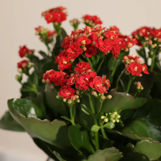 Distinctive Red Kalanchoe Plant
