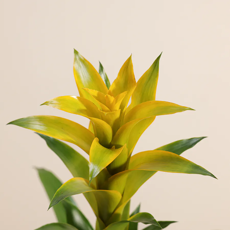 Guzmania Hilda 6