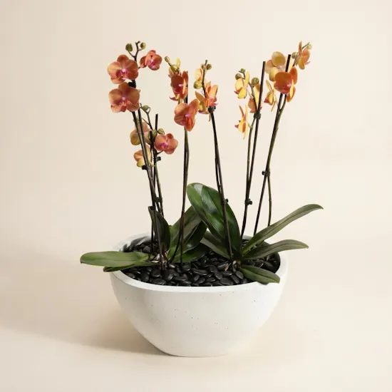 Orange Phalaenopsis Orchid Duet Plants