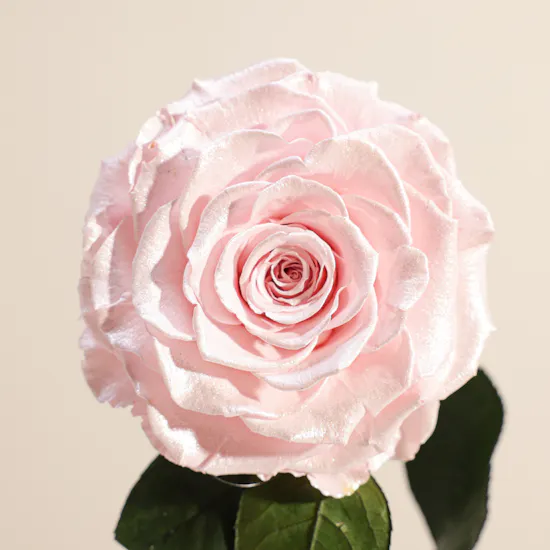 Preserved Pink Rose Aurora