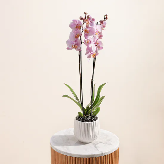 The Pure Pink Orchid
