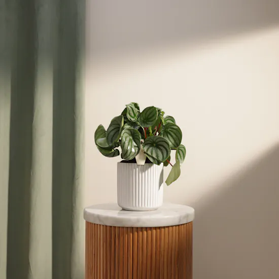 Iconic Peperomia Watermelon Plant