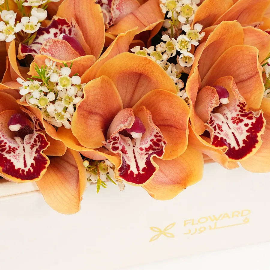 Abucci Chocolate with Orange Orchids 4