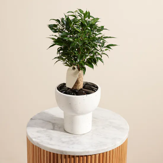 Delicate Ficus Benjamina Natasja Plant