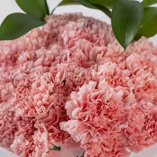 Blush Elegance | Carnation Bouquet