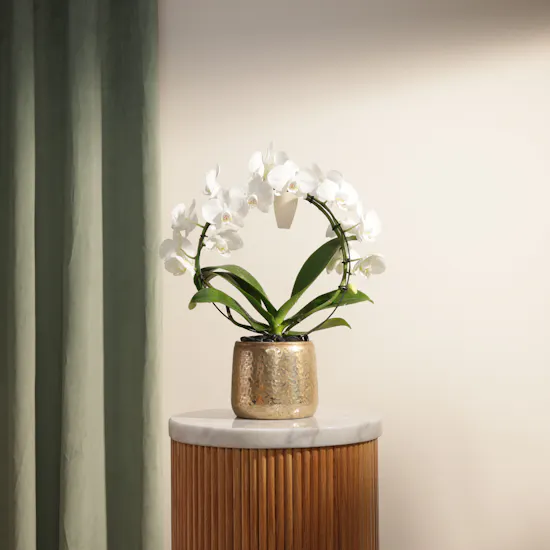 Fancy White Phalaenopsis Plant