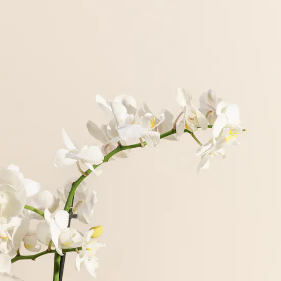 Magical White Phalaenopsis Plant