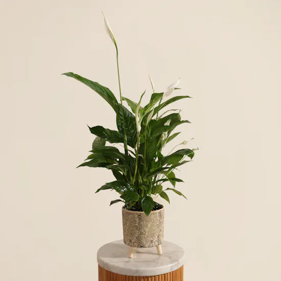 Pure Big White and Green Spathiphyllum Plant