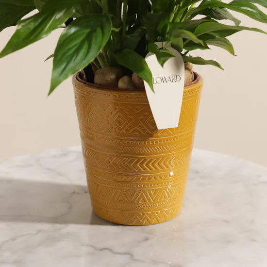 Yellow Spathiphyllum Happy New Year Plant