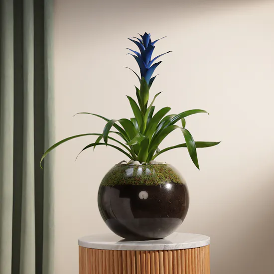 Guzmania Blue