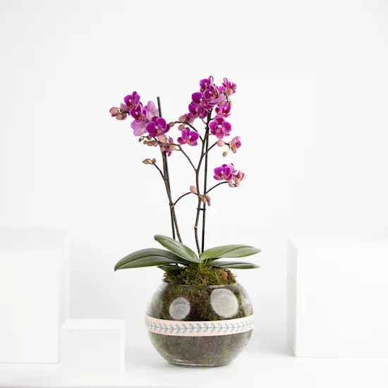 Purple Mini Orchids Plant