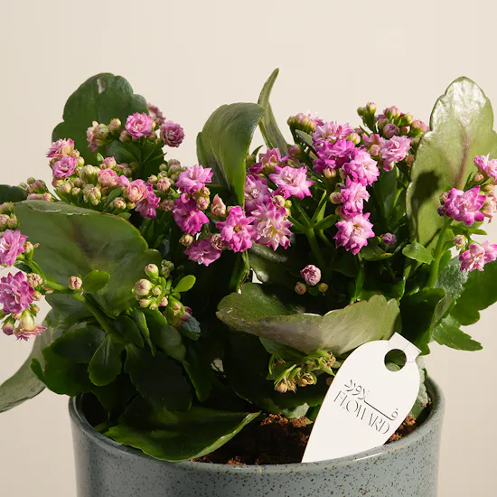 Beauty Pink Kalanchoe Plant
