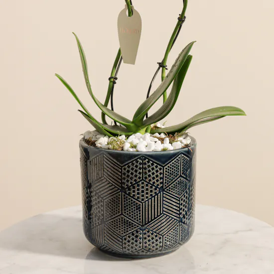 Elegant White Phalaenopsis Plant
