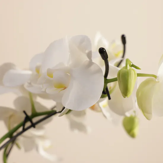 Elegance White Zigzag Shaped Phalaenopsis Plant