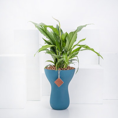 Spathiphyllum Large Plant & Ceramic Vase