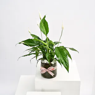 Spathiphyllum Plant | Glass Pot 