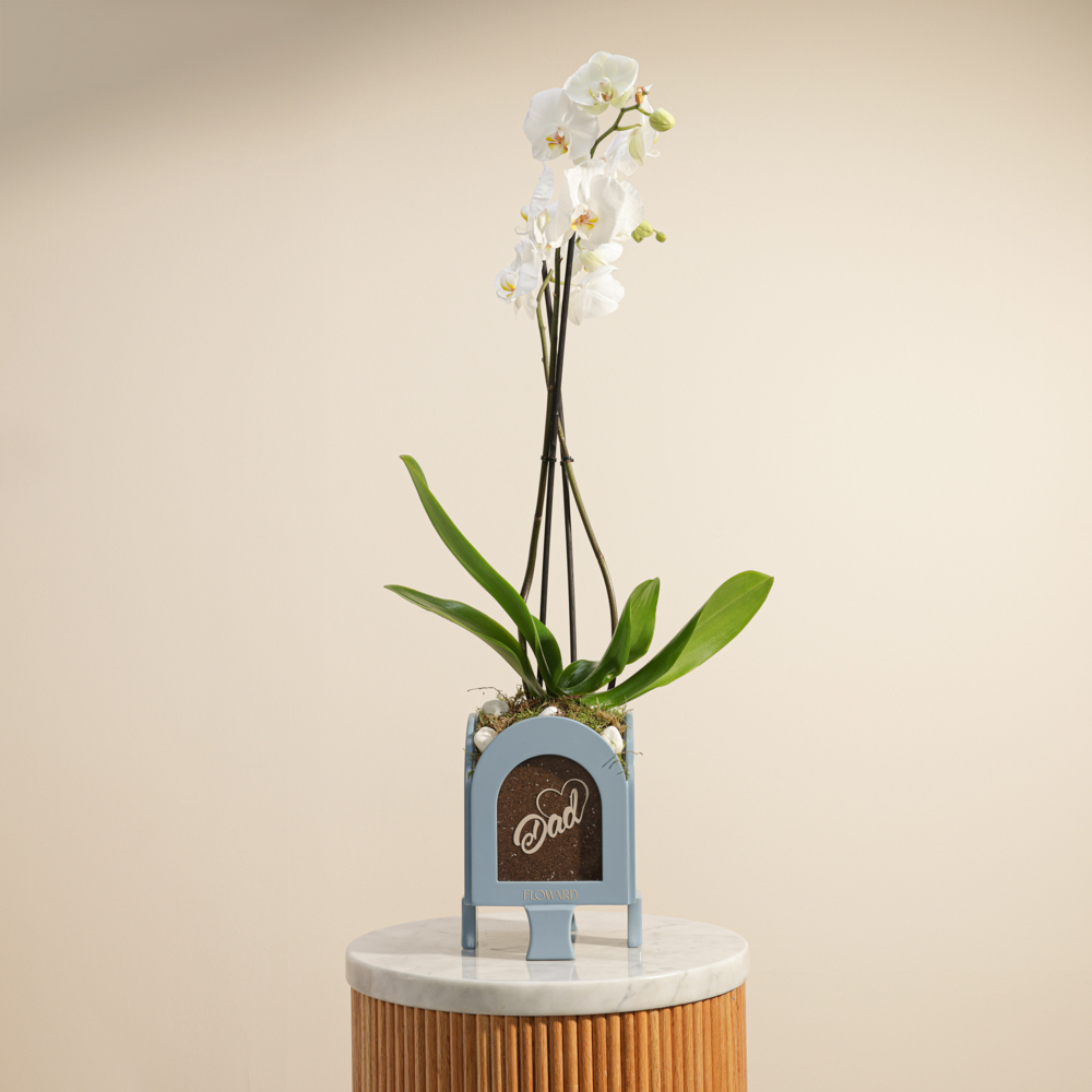 نبات الأوركيد الأبيض الملكي للأب