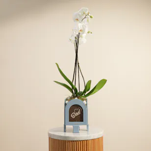 Royal Dad White Orchid Plant 