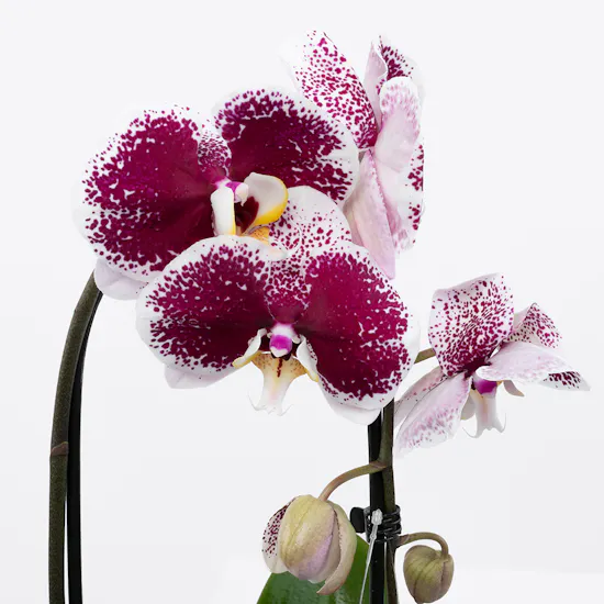 Purple Queen Orchid
