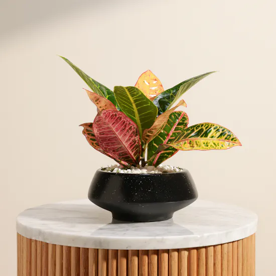 Glam Codiaeum Petra Plant