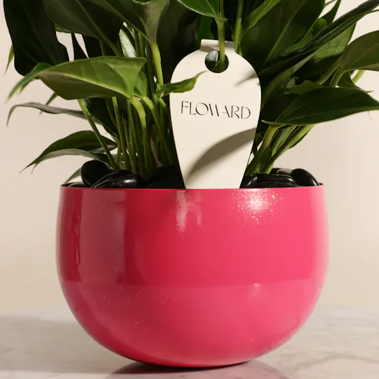 Cute Pink Anthurium Plant