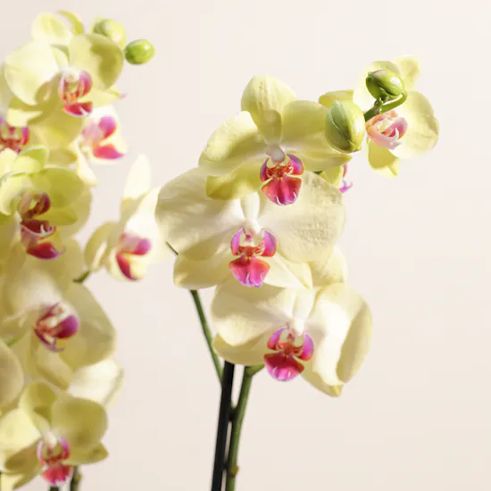 Light Yellow | Orchid Plant