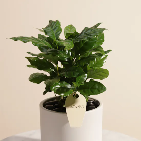 Saudi Artisanal Company Luxurious Diriyah Cups | Lush Plant