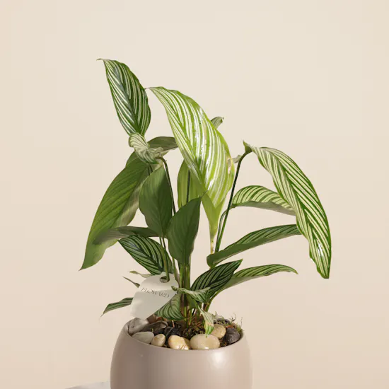 Wonderful Calathea Vittata Plant