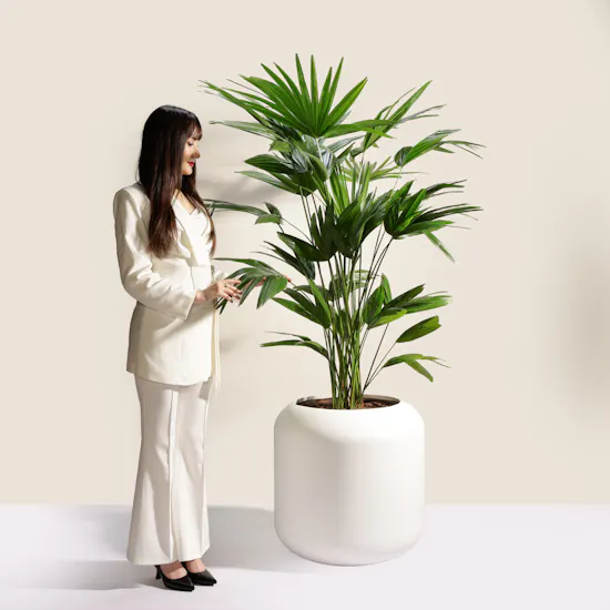Charming Palms Livistona Chinensis Plant