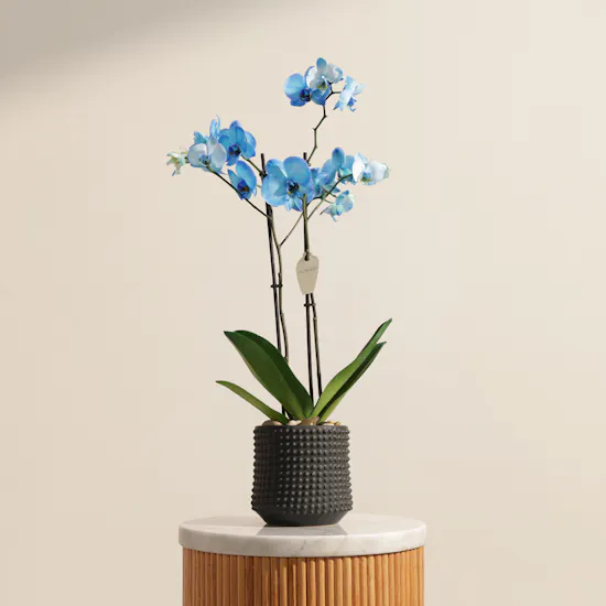 Majestic Tall Blue Phalaenopsis Orchid Plant