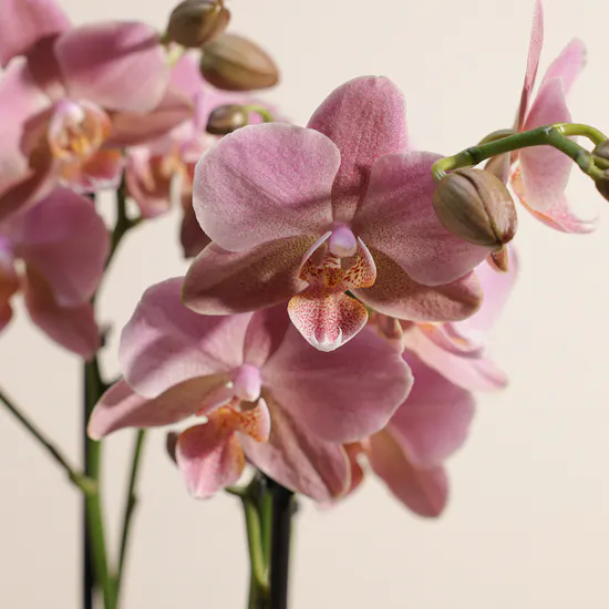 Pink Orchid Plant